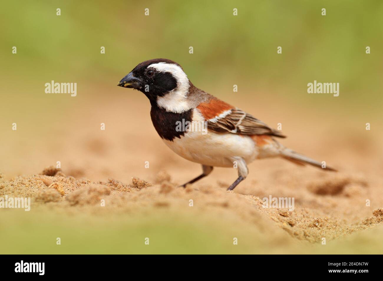 Kapsperling, Passer melanurus, oder mossie, am dornigen Ast mit Vogel, schwarzer Schnabel. UnbestimmtVogel aus Afrika, Namibia. Stockfoto