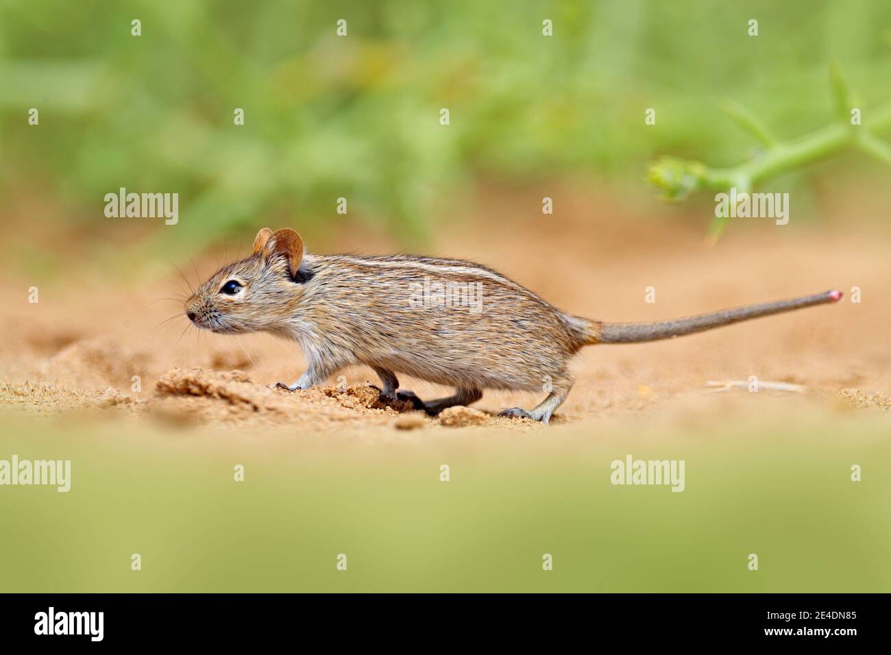 Viergestreifte Grasmaus, Rhabdomys pumilio, schöne Ratte im Lebensraum. Maus im Sand mit grüner Vegetation, lustiges Bild aus der Natur, Namib des Stockfoto