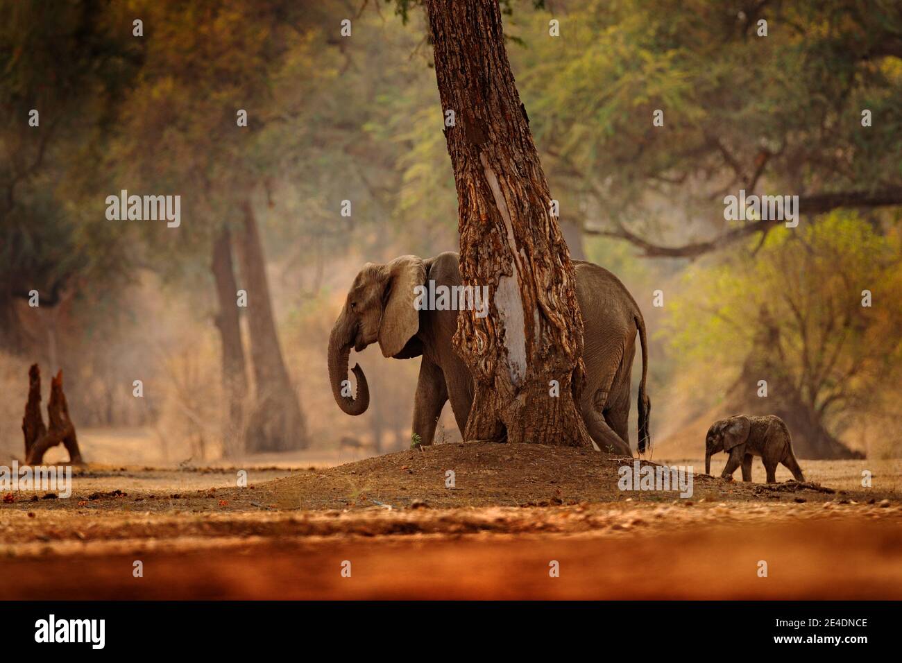 Elefant mit Baby. Elefant im Mana Pools NP, Simbabwe in Afrika. Großes Tier im alten Wald, Abendlicht, Sonnenuntergang. Magische Wildtierszene i Stockfoto