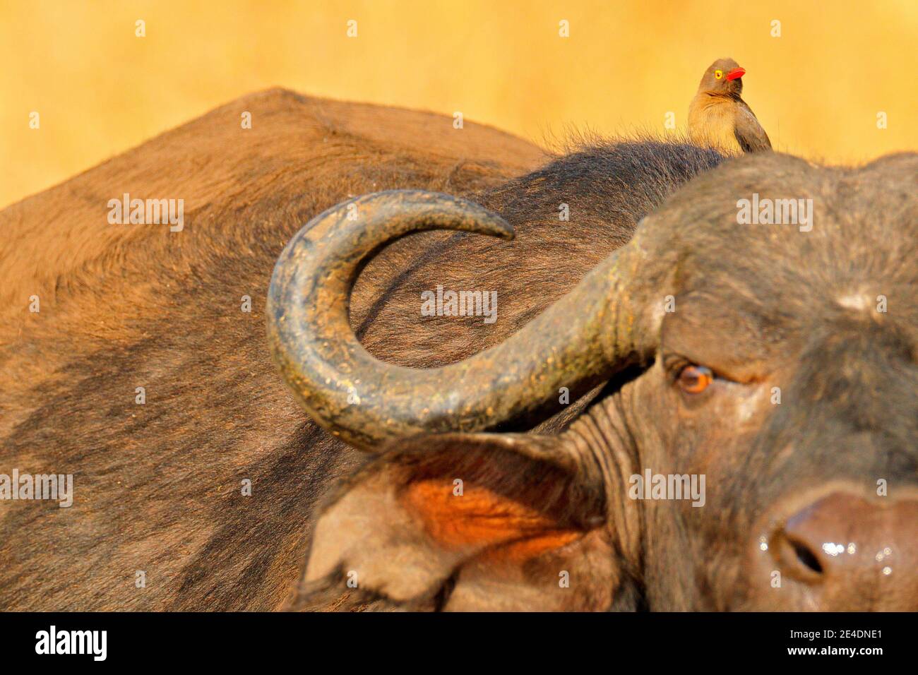 Afrikanischer Büffel, Cyncerus cafer, stehend am Flussufer mit grünem Gras, Moremi, Okavango Delta, Botswana. Wildlife-Szene aus Afrika Natur. Groß Stockfoto