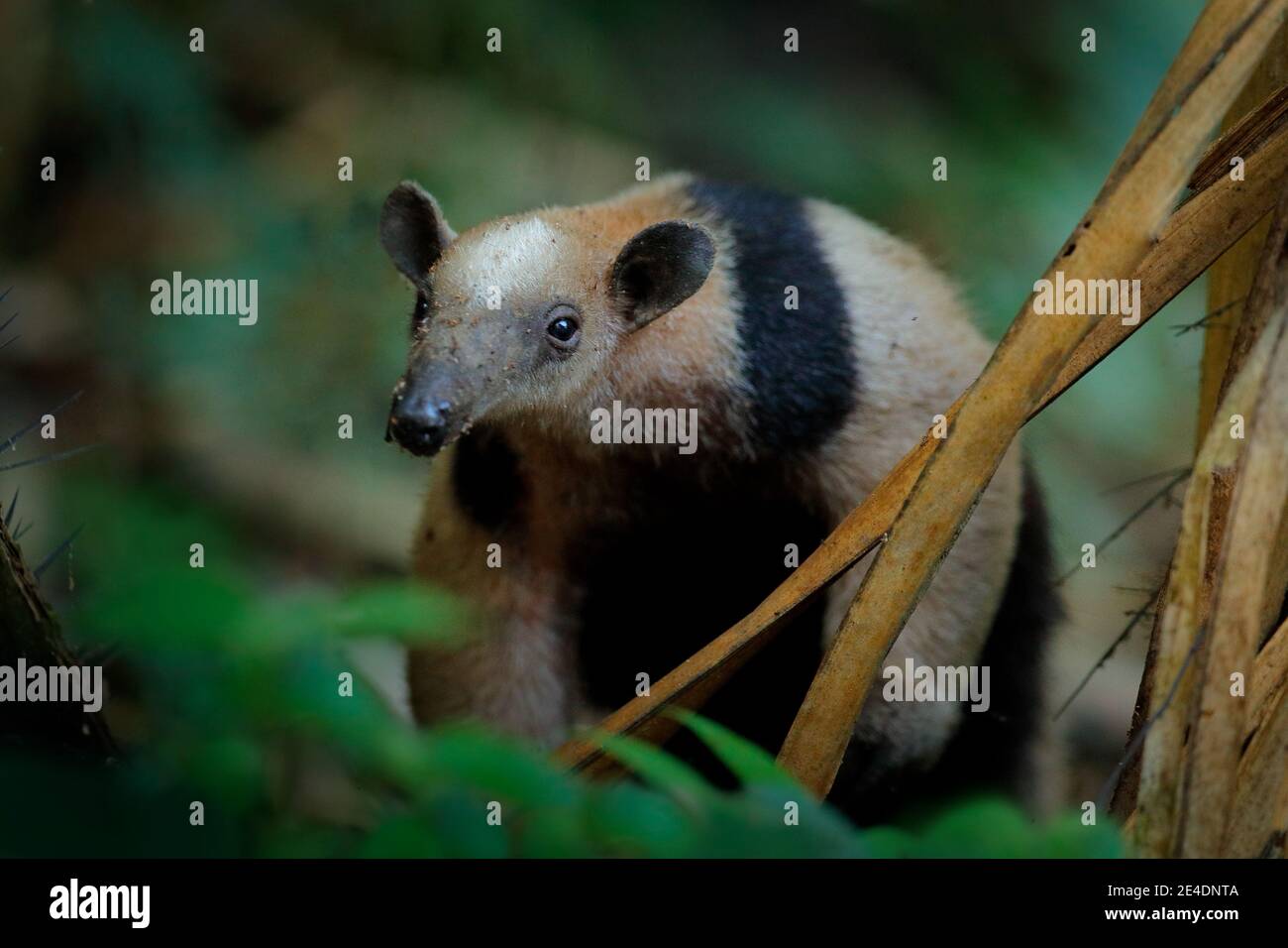 Nördliche Tamandua, Tamandua mexicana, wilde Ameisenbären im Naturwald Habitat, Yucatan, Mexiko. Wildtierszene aus tropischem Dschungelwald. Anteater Stockfoto