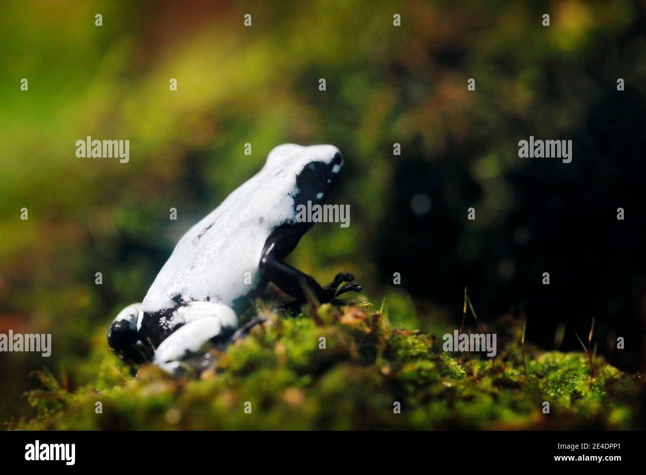 Adelphobates galactonotus, Splashback Gift Dart Frosch in der Natur Regenwald Lebensraum. Dendrobates Frosch aus tropischem Brasilien. Wunderschön weiß und BL Stockfoto