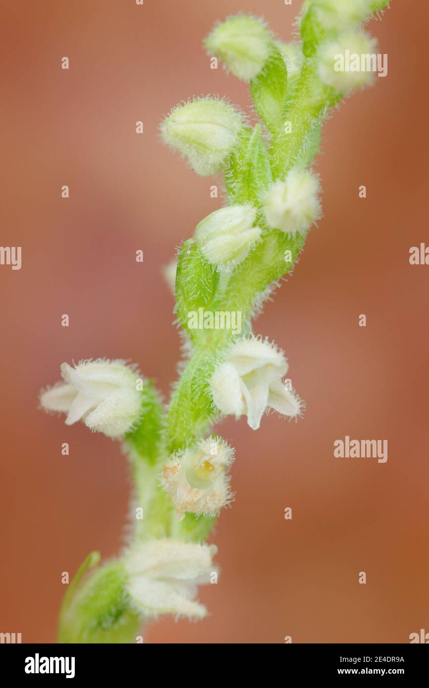 Goodyera repens, weiße wilde Orchidee kriechende Lady's-tresses, blühende europäische terrestrische wilde Orchidee in Natur Lebensraum. Orchidee im Wald. Stockfoto