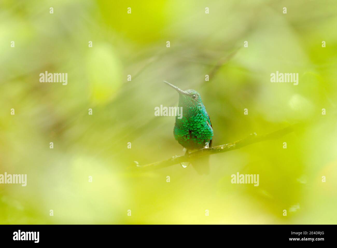 Blauschwanziger Smaragd, Chlorostilbon mellisugus, Kolibri versteckt im kolumbianischen Tropenwald, blau ein grün glänzender Vogel im Naturlebensraum. W Stockfoto