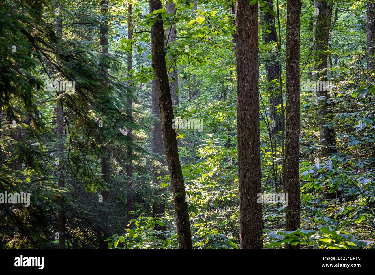 Eine Waldszene in Central Appalachia, USA Stockfoto