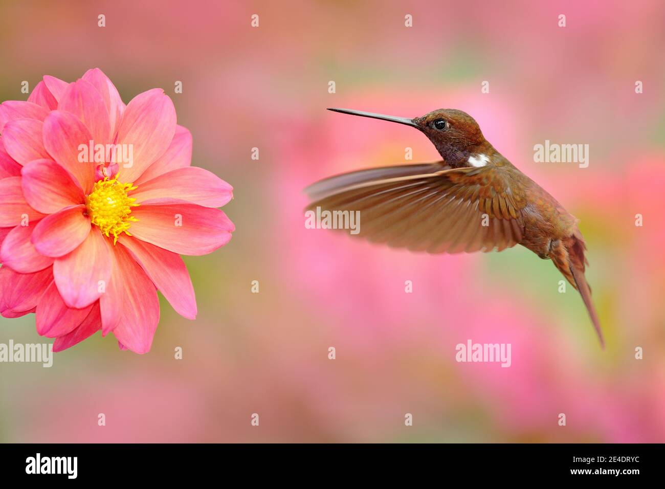 Vogel mit rosa Blume. Kolibri Brown Inca, Coeligena wilsoni, fliegt neben der schönen rosa Blüte, Kolumbien. Vogel im blühenden Garten. Wildtiere Stockfoto