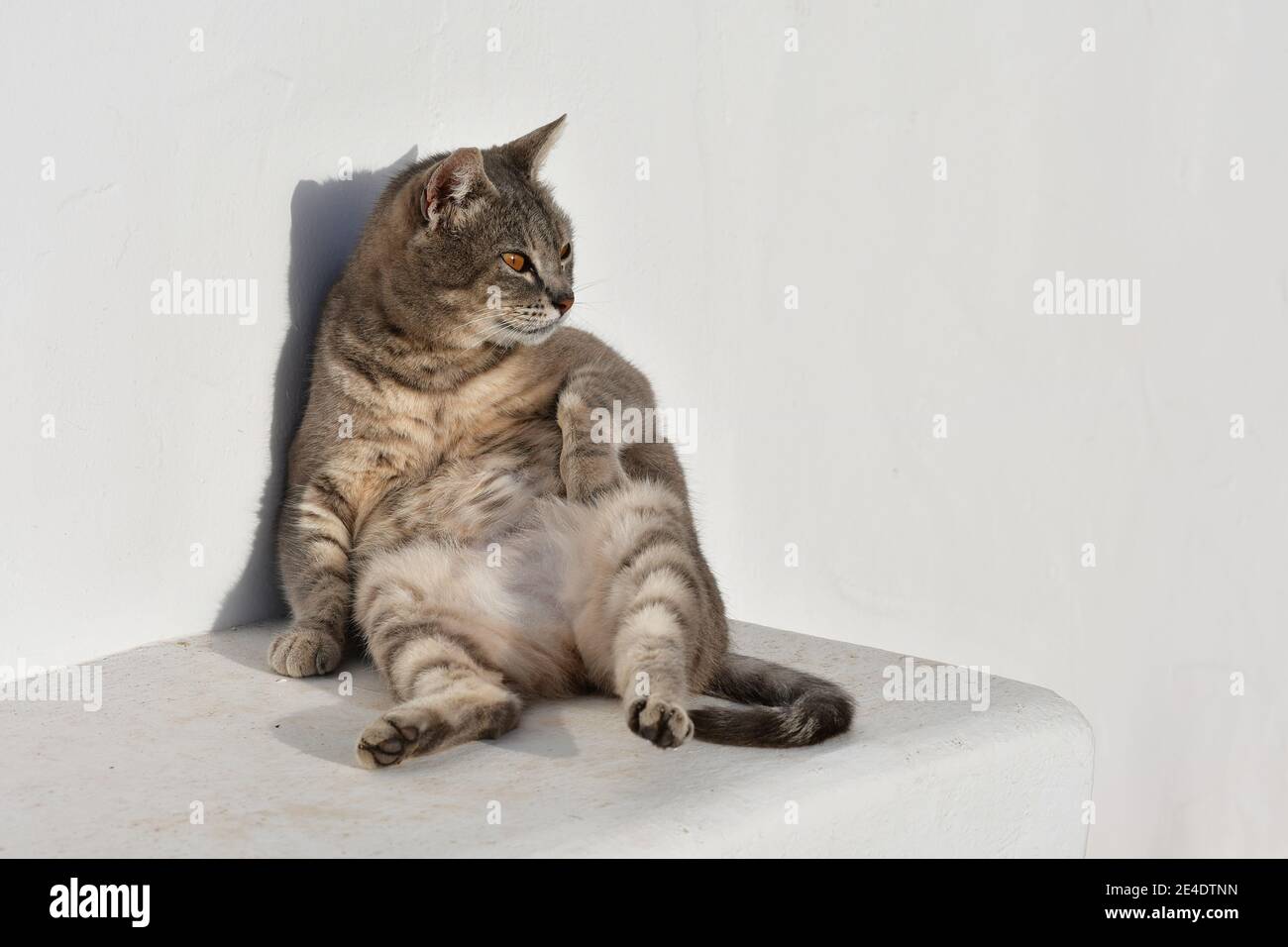 Eine niedliche tabby Katze sitzt entspannt in der Morgensonne auf einer weißen Bank mit einer weißen Wand als Hintergrund. Sie lehnt sich an die Wand. Stockfoto