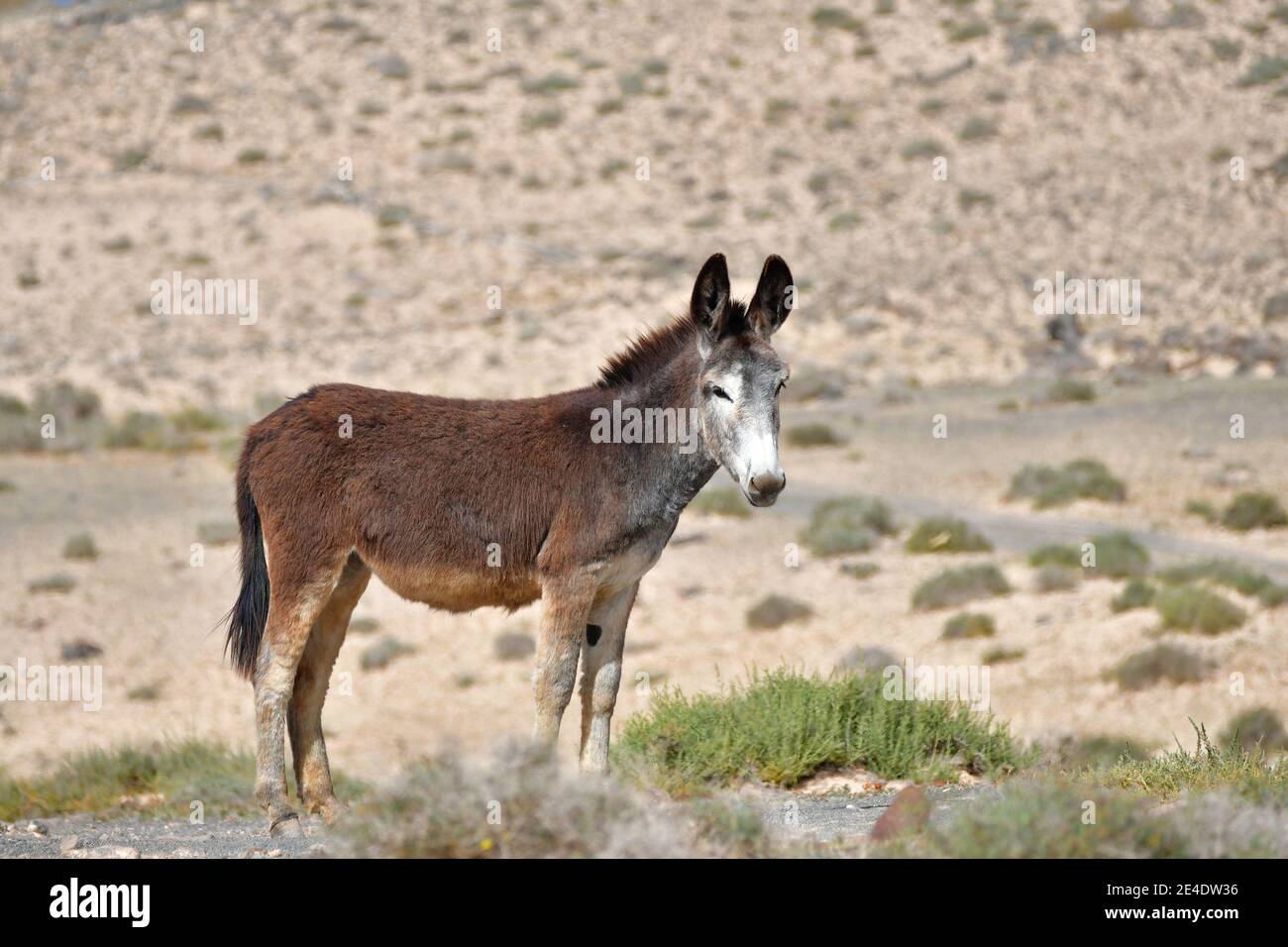 Ein brauner und grauer Esel, der in der trockenen Landschaft von Lanzarote, Spanien, frei läuft. Stockfoto