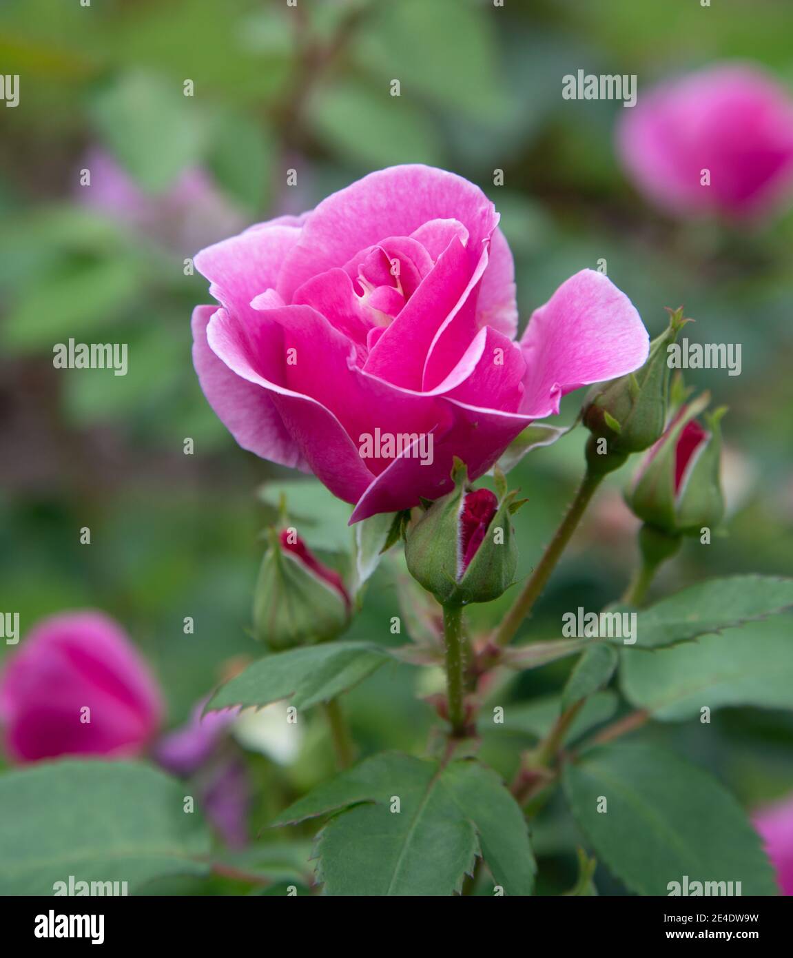 Hübsche Rose Lucky Blossom im Garten Stockfoto