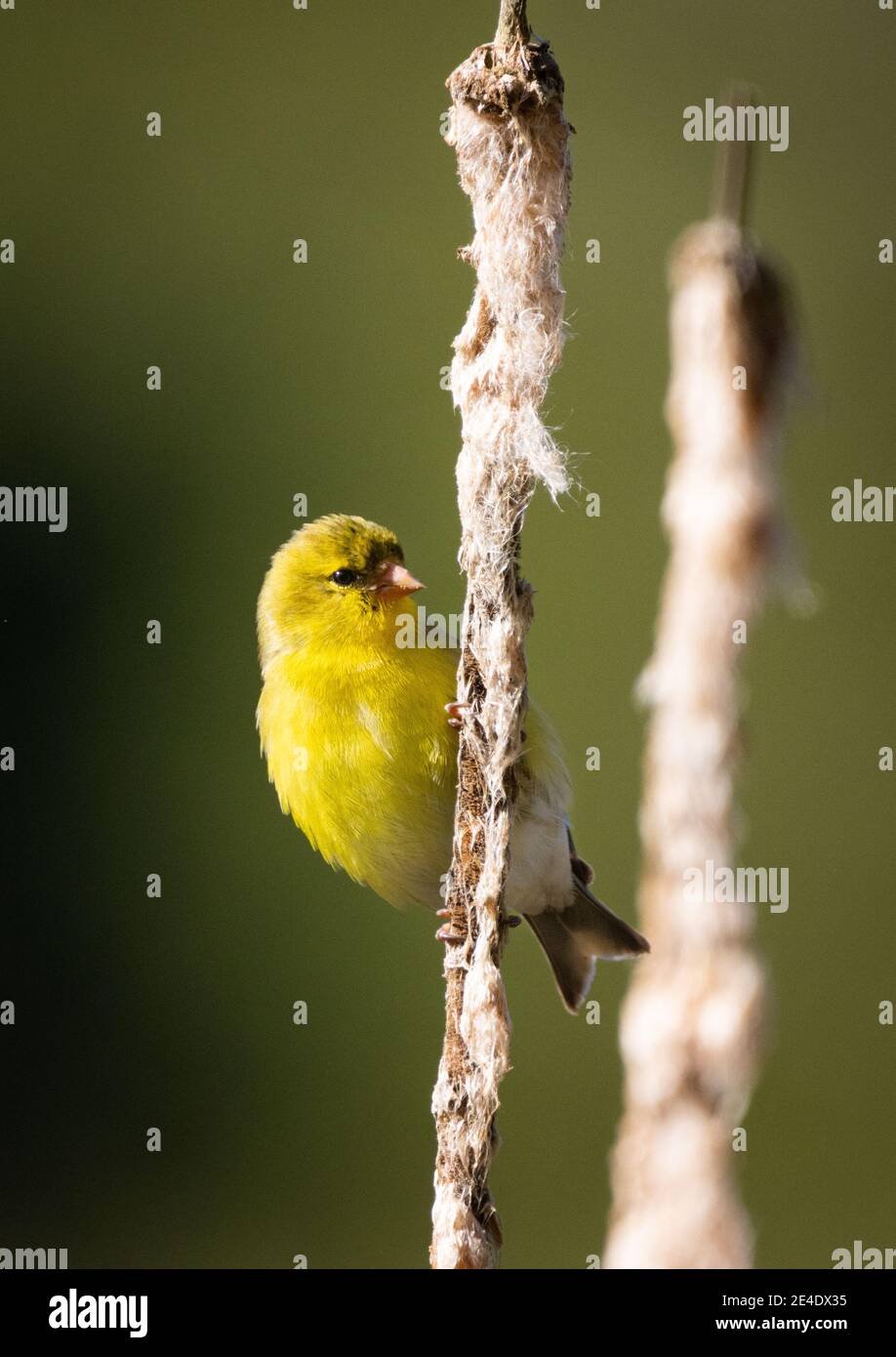 Ein amerikanischer Goldfink ruht auf einem Rohrschwanz. Stockfoto