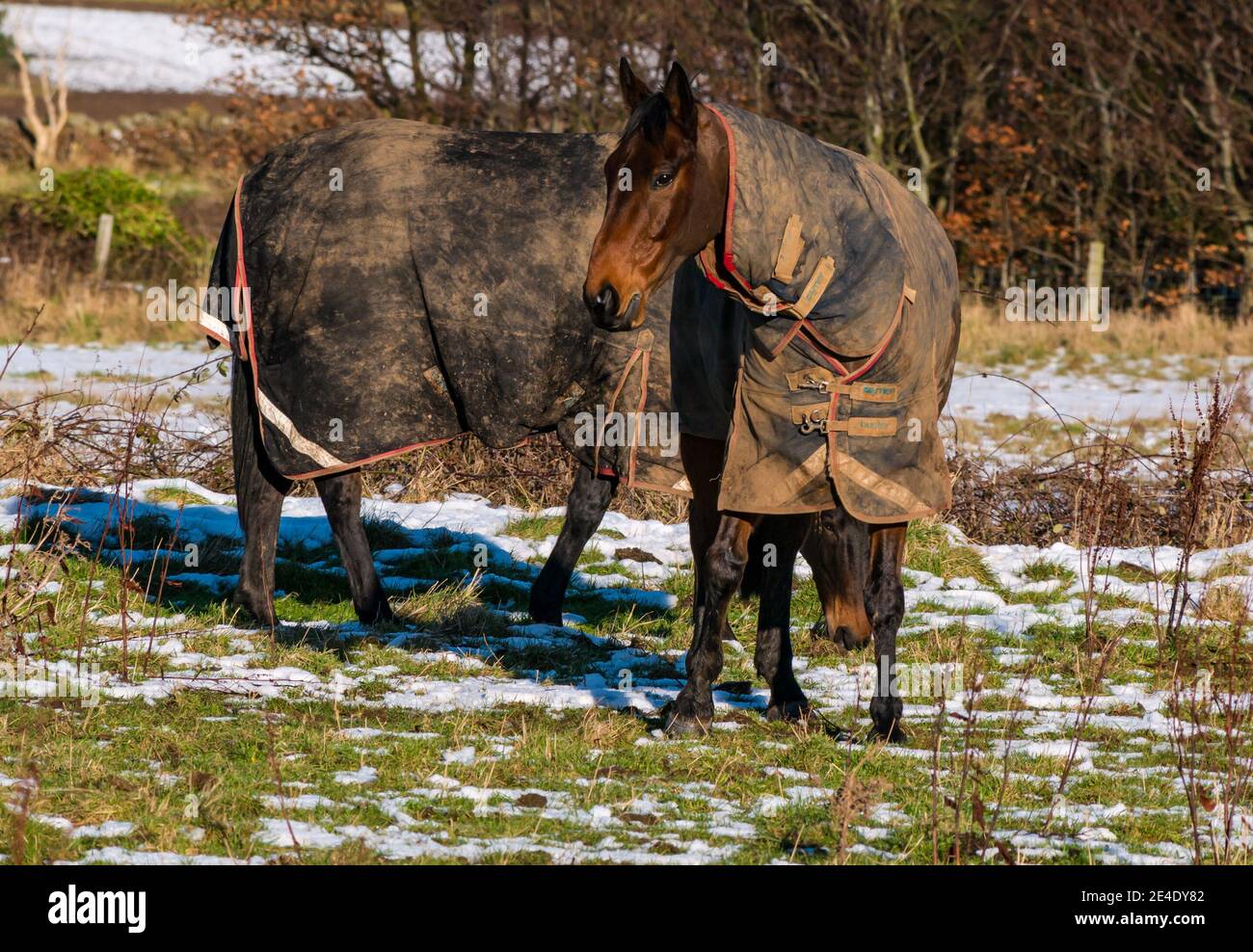 East Lothian, Schottland, Vereinigtes Königreich, 23rd. Januar 2021. UK Wetter: Nach dem Frost über Nacht ist der Boden fest gefroren, aber der Sonnenschein sorgt für ein wenig Wärme. Pferde auf einem Feld sind in Pferdedecken eingewickelt, die im Schnee grasen Stockfoto