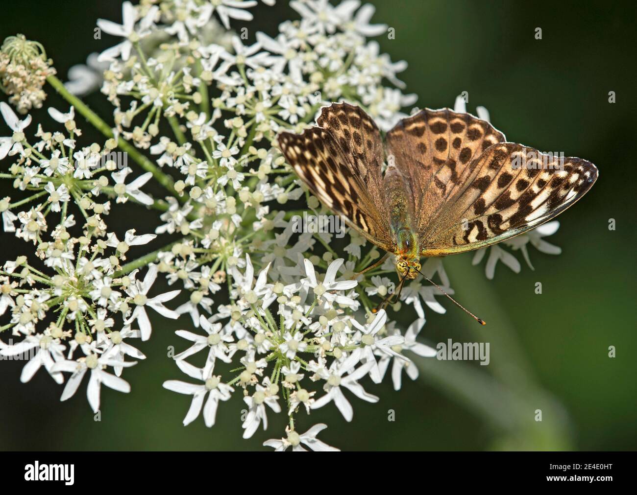 Silbergewaschene Fritilläre (Argynnis paphia f. valesins), die dunkle Form einer weiblichen, bürstenfüßigen Schmetterlingsfamilie (Nymphalidae), Chancy, Schweiz Stockfoto