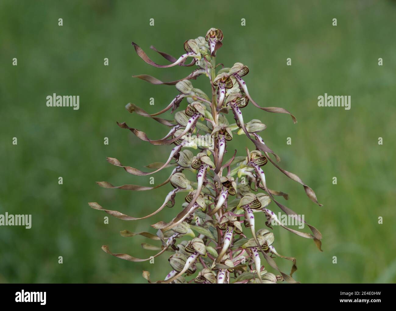 Blütenstand der Eidechse Orchidee (Himantoglossum hircinum), terrestrische Orchidee, Orchidaceae, Schweiz Stockfoto