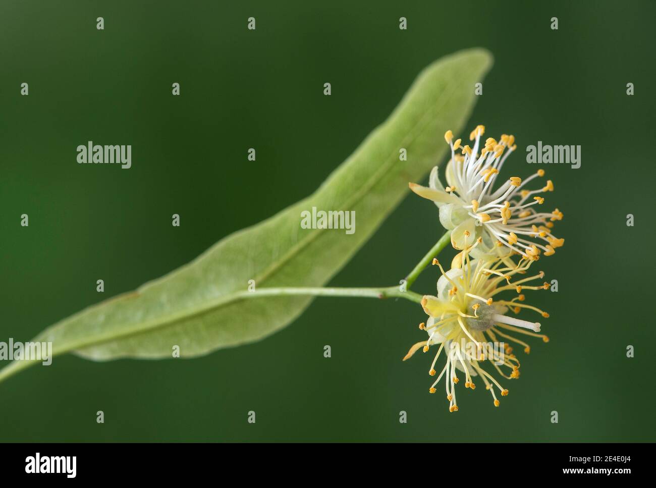 Blüten einer Linde (Tilia spec.), Schweiz Stockfoto