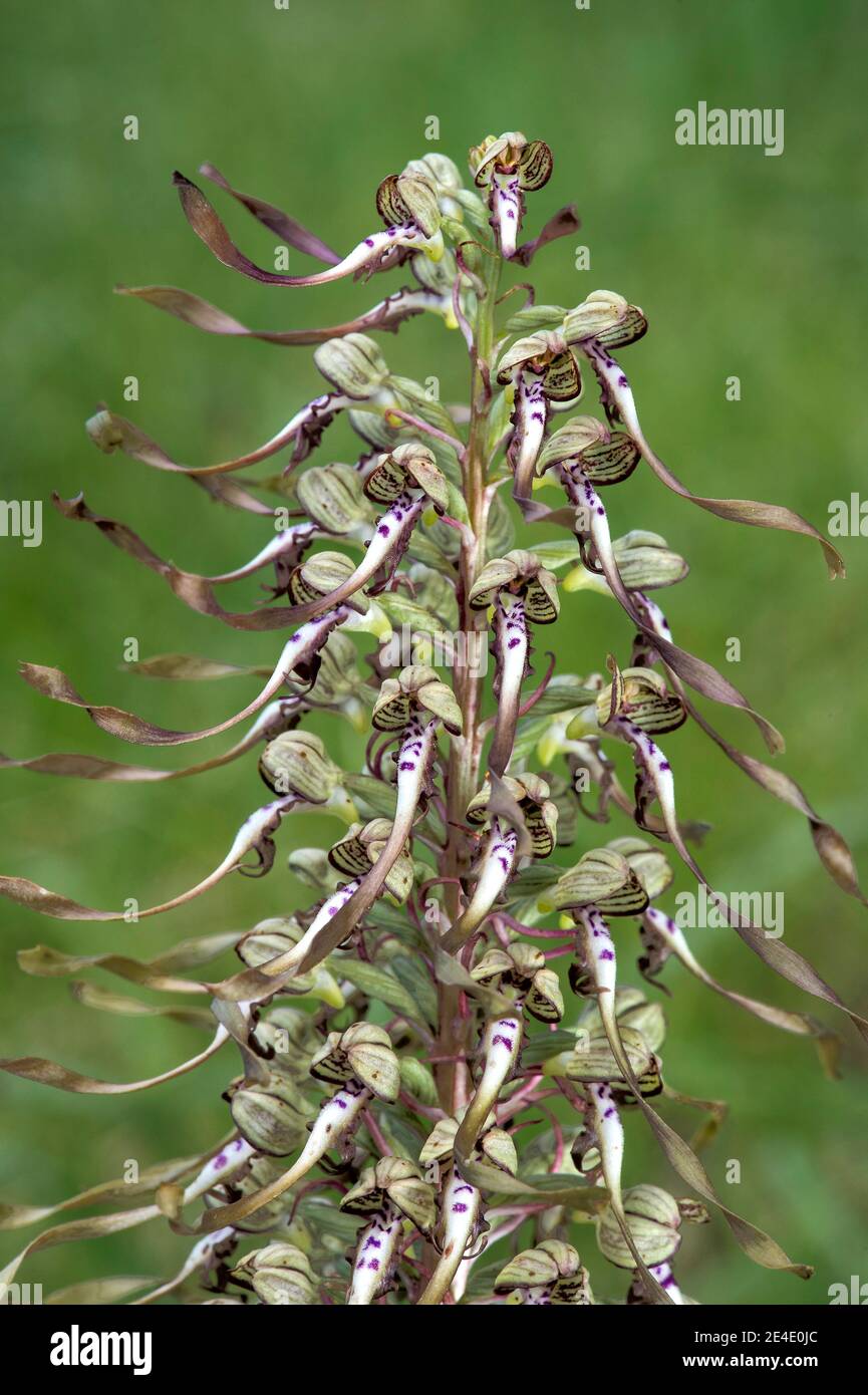 Blütenstand der Eidechse Orchidee (Himantoglossum hircinum), terrestrische Orchidee, Orchidaceae, Schweiz Stockfoto