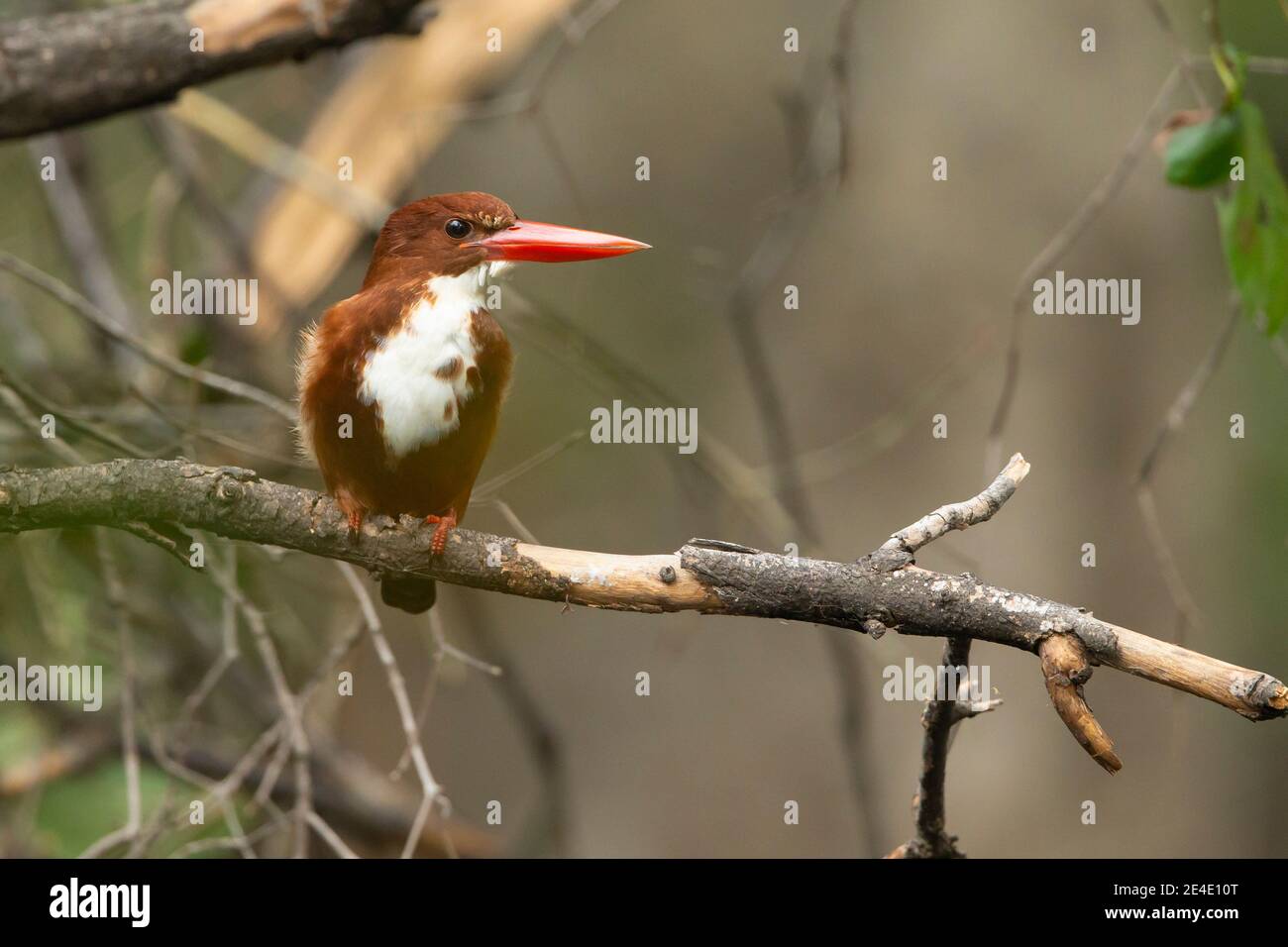 Weißkehlvogel (Halcyon smyrnensis) auf einem Ast Stockfoto