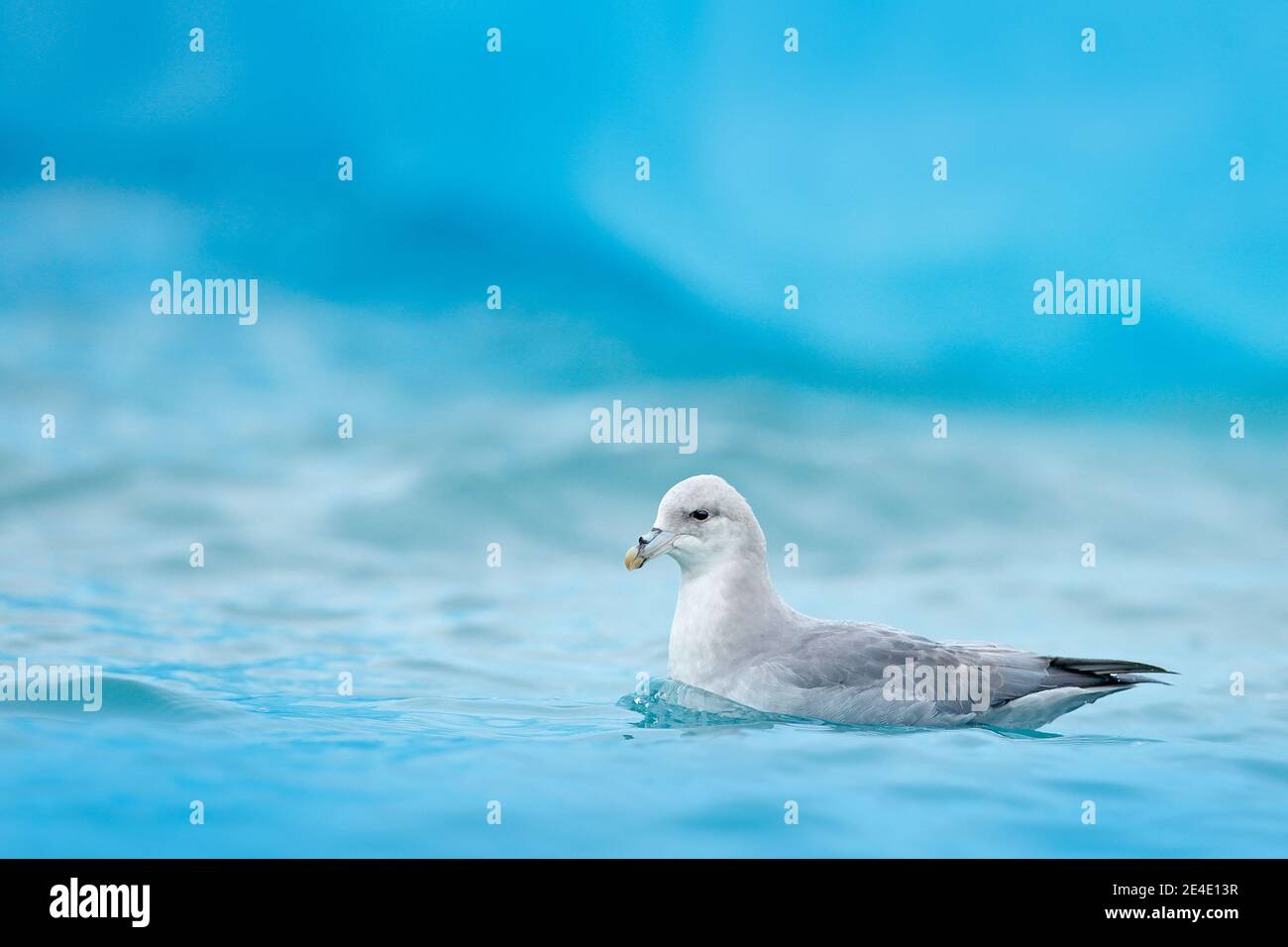 Nördlicher Fulmar, Fulmarus glacialis, weißer Vogel im blauen Wasser, dunkelblaues Eis im Hintergrund, Tier im arktischen Naturhabitat, Spitzbergen, NOR Stockfoto