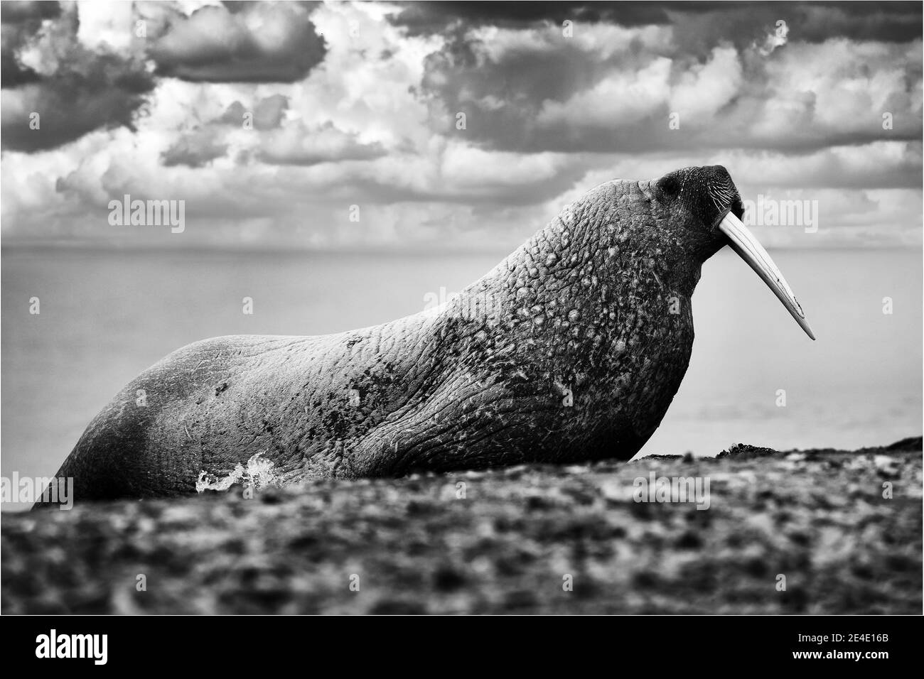Walross am Sandstrand. Detailportrait von Walrus mit großem weißen Stoßzahn, Odobenus rosmarus, großes Tier im Naturraum auf Spitzbergen, Norwegen. Stockfoto