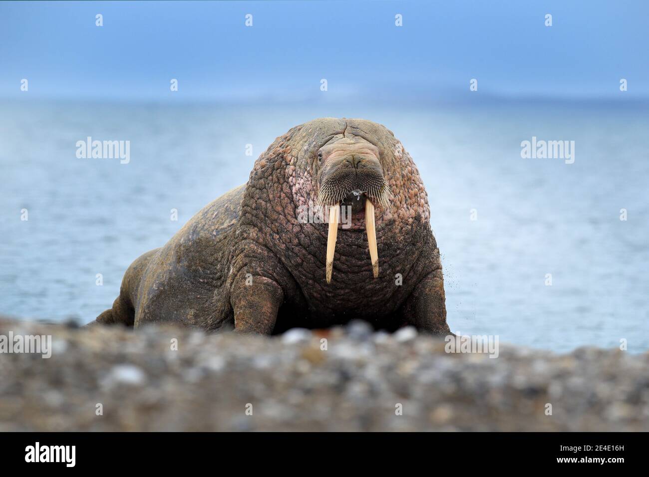 Walross am Sandstrand. Detailportrait von Walrus mit großem weißen ...