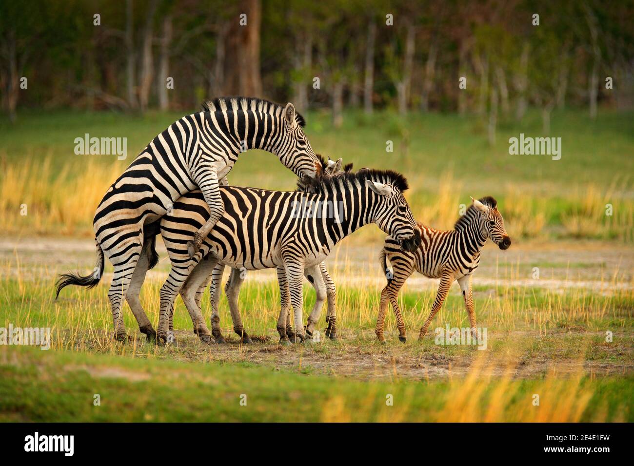 Zebra-Familie Paarung. Zebra Sonnenuntergang mit Bäumen. Ebene Zebra, Equus quagga, im grasbewachsenen Naturlebensraum, Abendlicht, Okavango Delta, Botswana in AFR Stockfoto