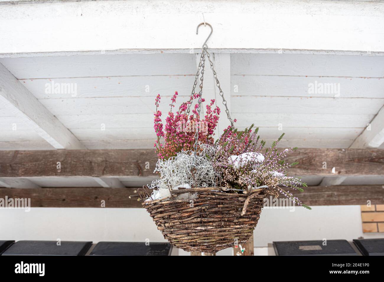 Aroma, Hintergrund, schön, Blüte, blau, Feier, weihnachten, Farbe, dezember, Dekor, Dekoration, dekorativ, Design, europa, finnland, Blume, Blumentopf, Duft, Rahmen, frisch, gefroren, Geschenk, Glas, grün, Heide, Kräuter, Urlaub, Haus, Haus, viele, Natur, neu, niemand, alt, Pflanze, lila, rot, Zimmer, Saison, Schnee, traditionell, Baum, Jahrgang, Vulgaris, weiß, Holz, Winter. Hochwertige Fotos Stockfoto