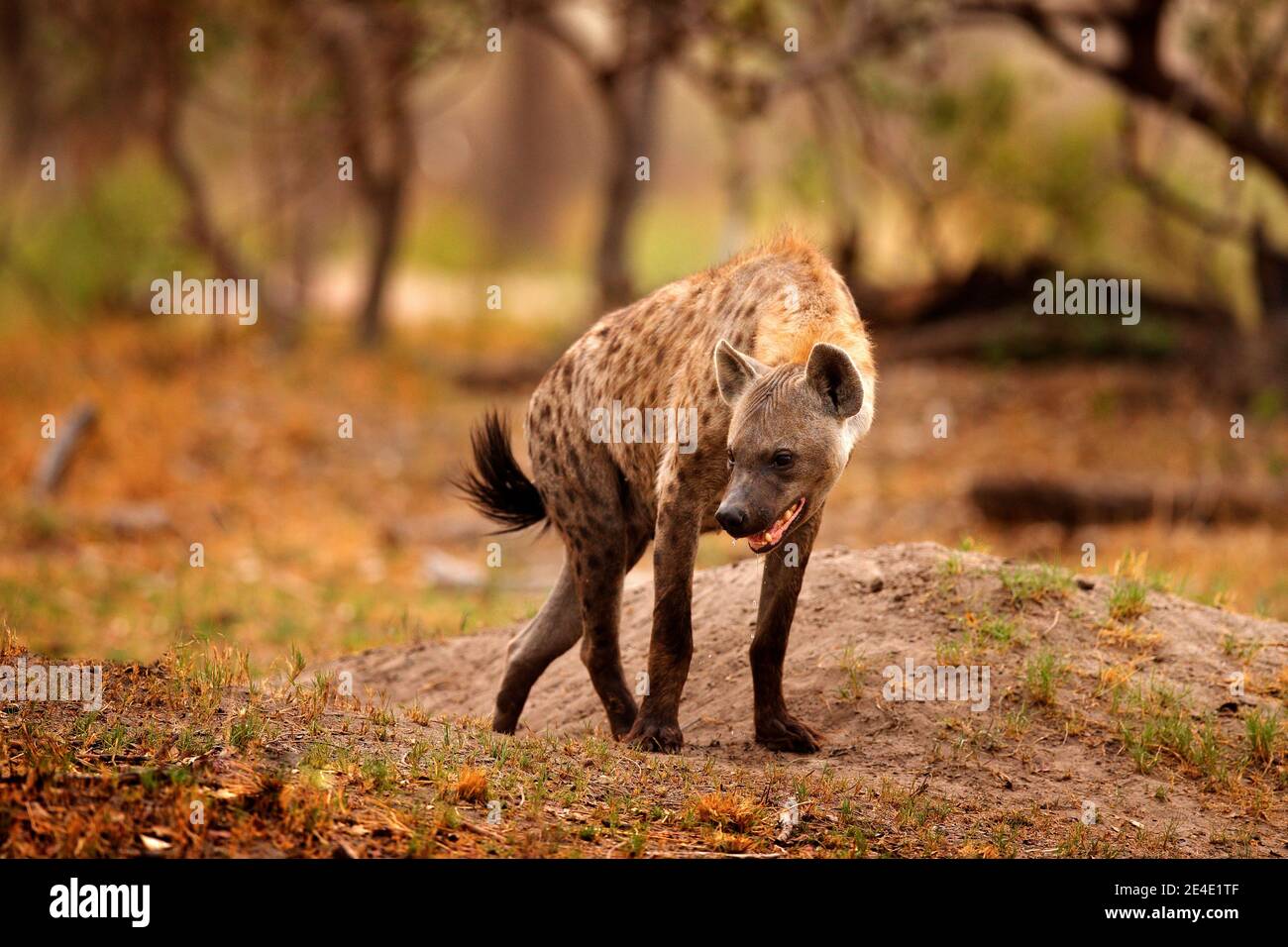 Junge Hyäne-Welpen, Abendlicht bei Sonnenuntergang. Hyäne, Detailportrait. Gefleckte Hyäne, Crocuta crocuta, wütendes Tier in der Nähe des Wasserlochs, schöne Abendsonne Stockfoto