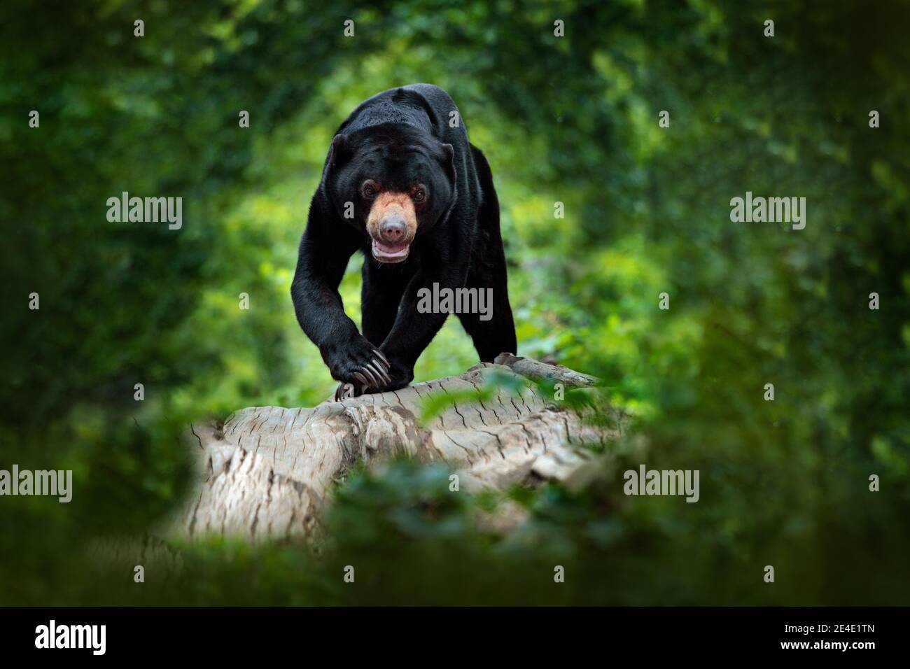 Sonnenbär, Helarctos malayanus, schönes gefährliches Tier aus asiatischem Tropenwald. Porträt des malaiischen Sonnenbären im grünen Naturhabitat Sarawa Stockfoto