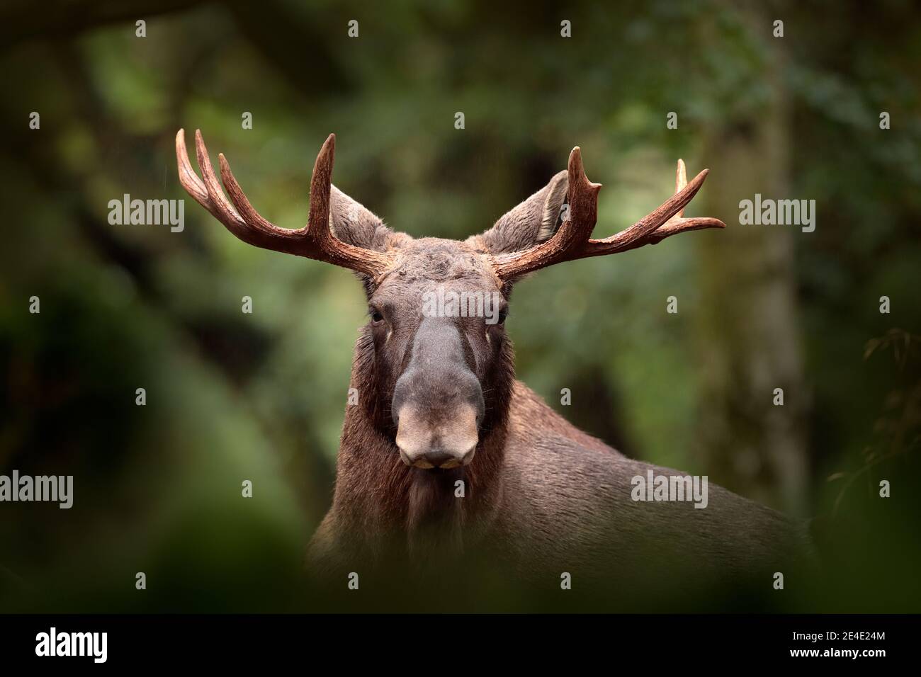 Elche oder Eurasischer Elch, Alces alces im dunklen Wald während regnerischer Tage. Schönes Tier in der Natur Lebensraum. Wildlife-Szene aus Schweden. Stockfoto