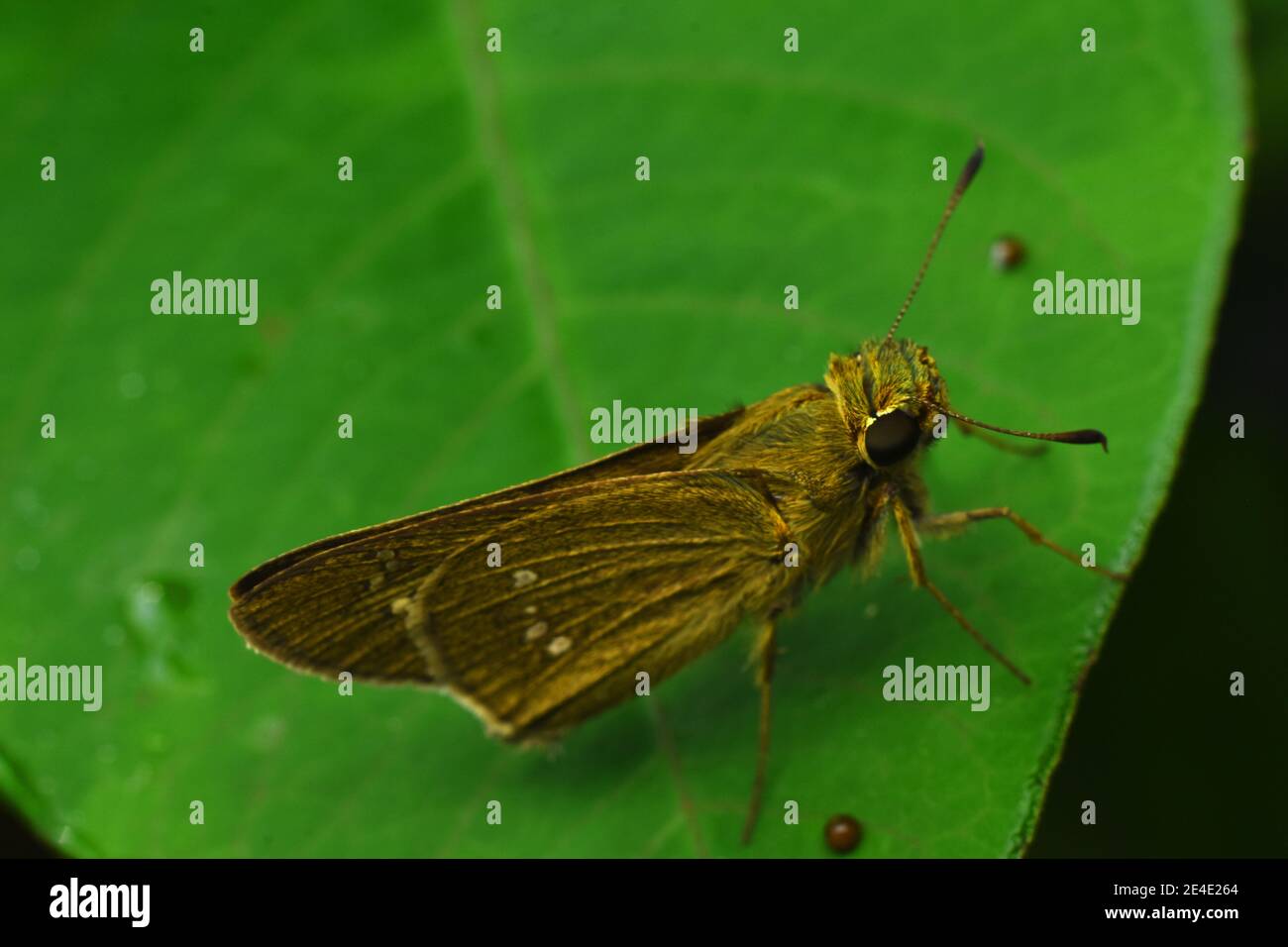 Brauner Skipper Rest auf grünem Blatt Stockfoto