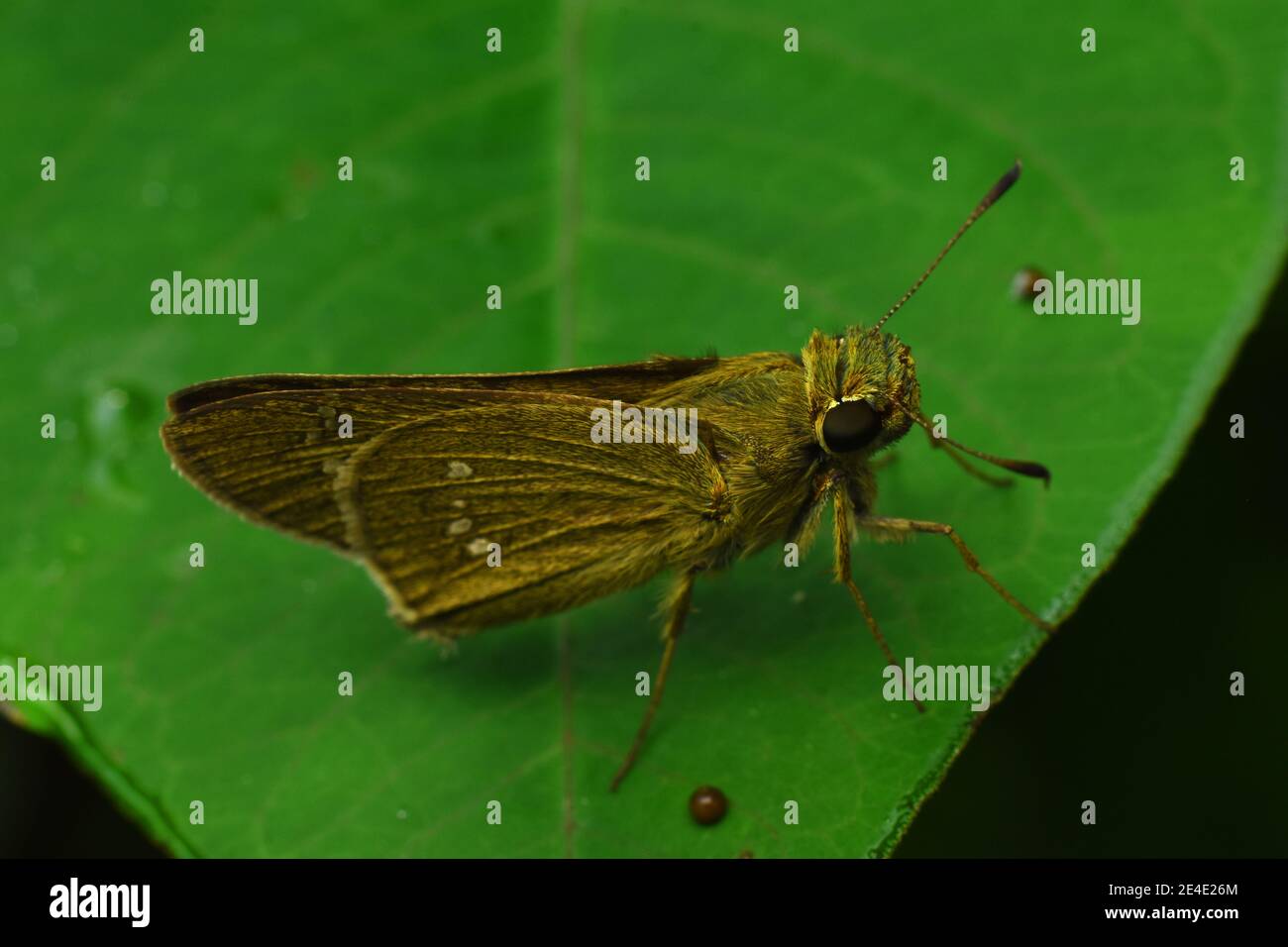 Brauner Skipper Rest auf grünem Blatt Stockfoto