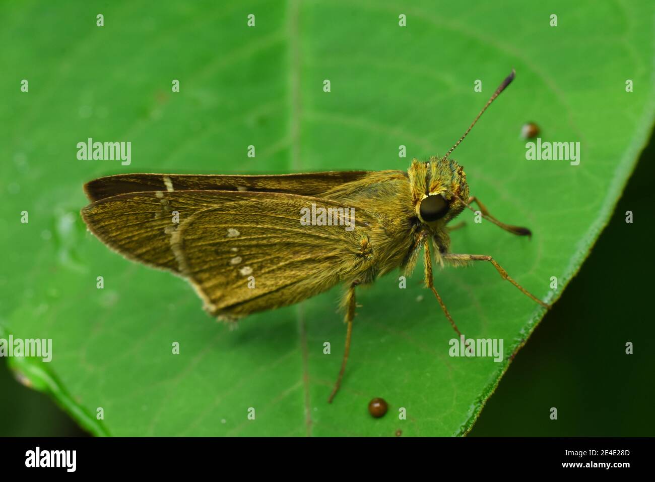 Brauner Skipper Rest auf grünem Blatt Stockfoto