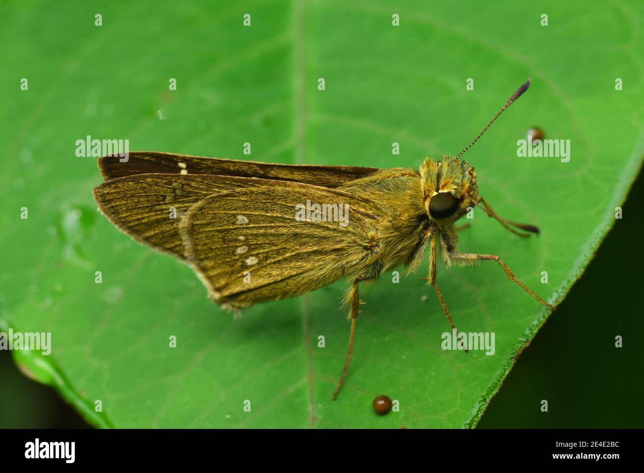 Brauner Skipper Rest auf grünem Blatt Stockfoto