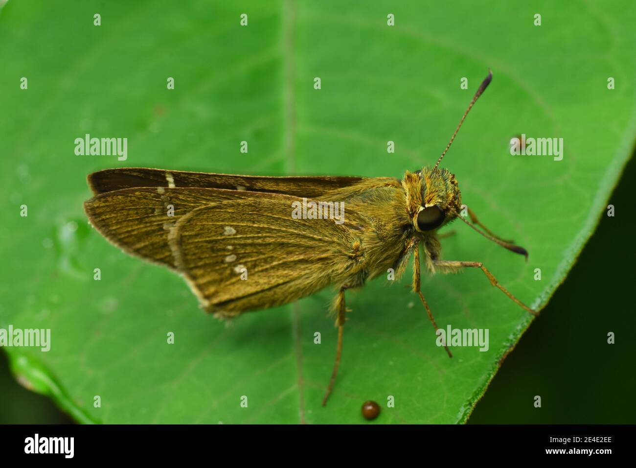 Brauner Skipper Rest auf grünem Blatt Stockfoto