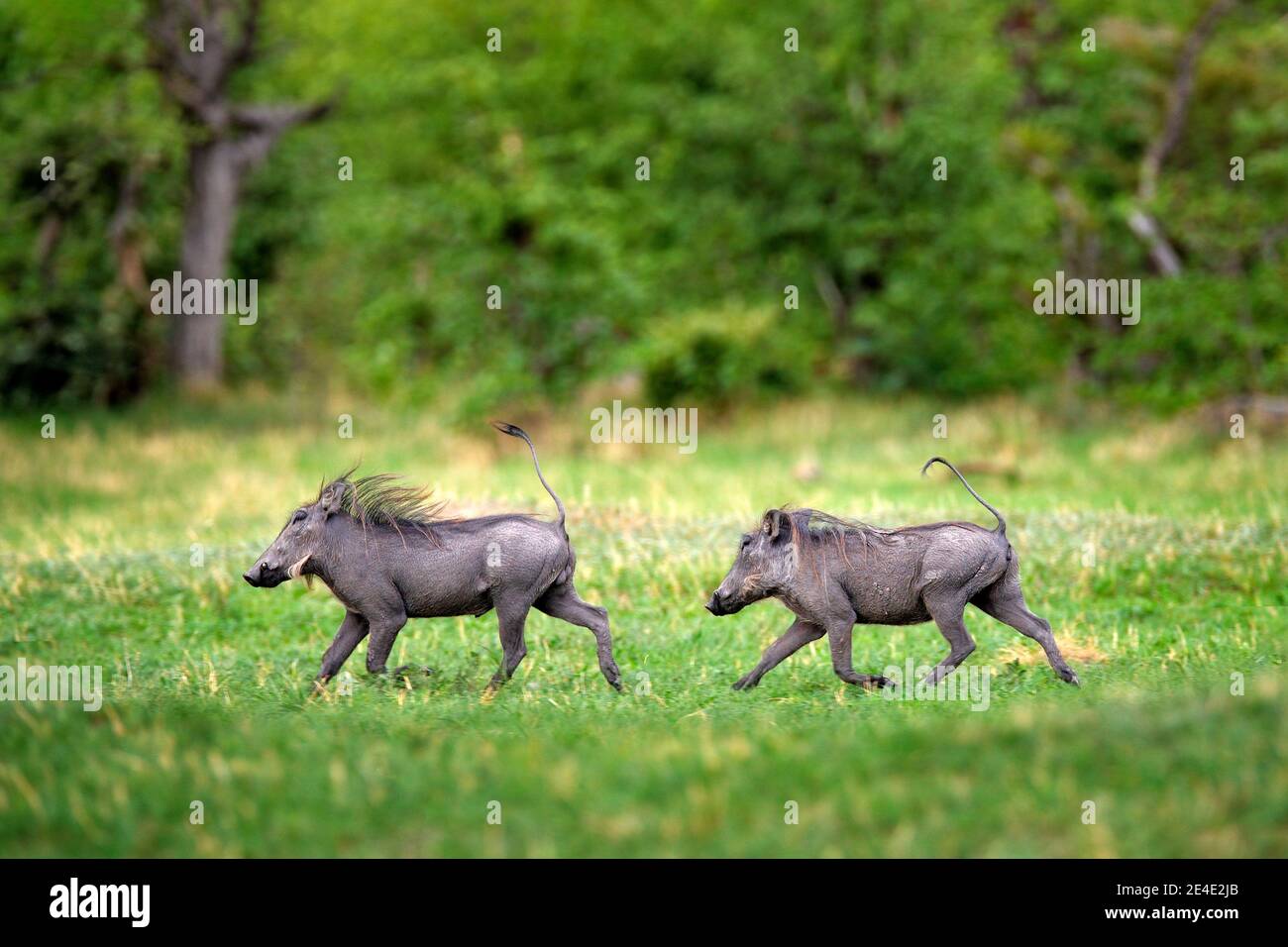 Warthog laufendes, braunes Wildschwein mit Stoßzahn. Nahaufnahme Detail von Tier in Natur Lebensraum. Wildtiere Natur auf African Safari, Okavango Delta, Botswana in Stockfoto