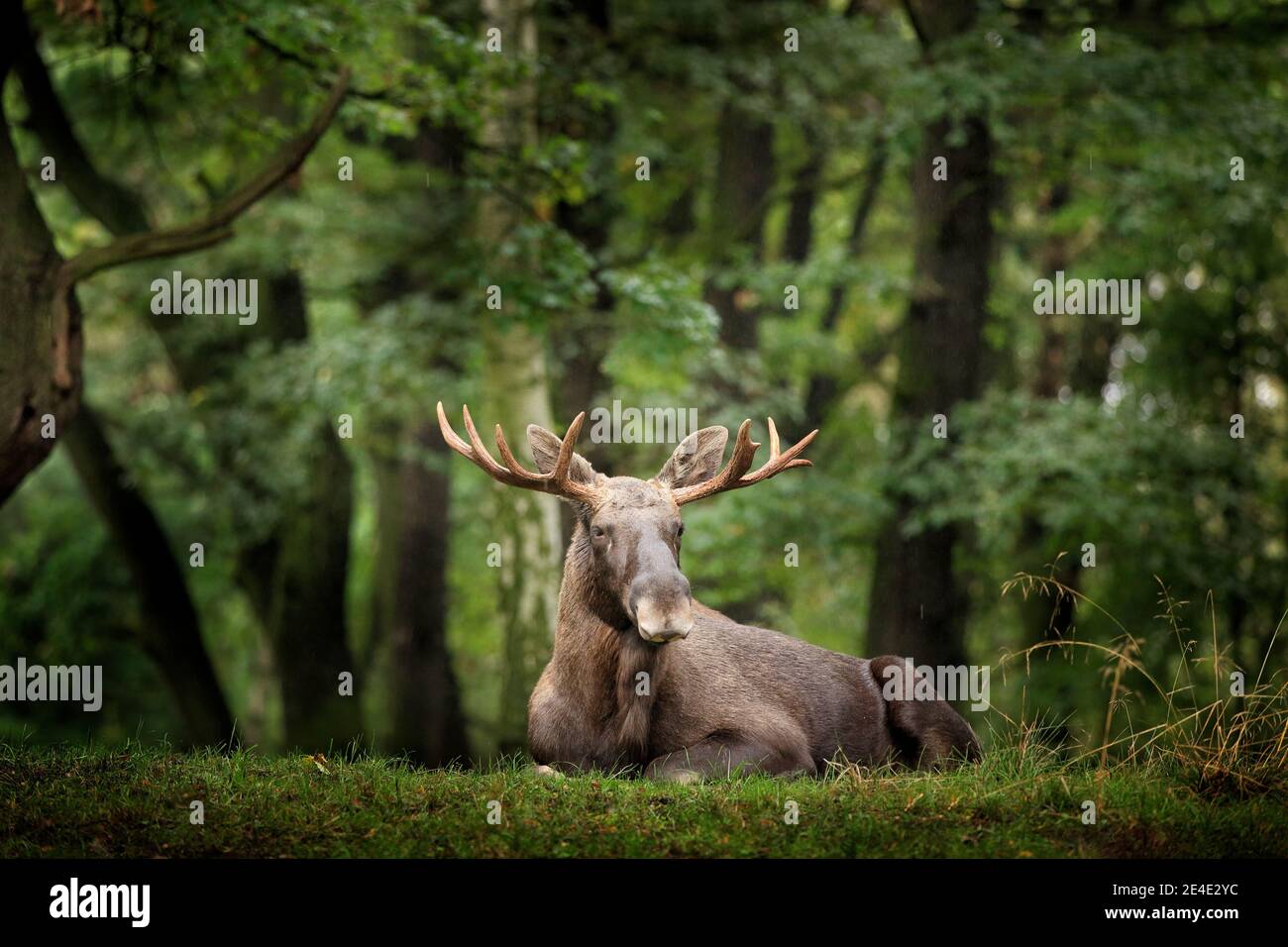 Elche oder Eurasischer Elch, Alces alces im dunklen Wald während regnerischer Tage. Schönes Tier in der Natur Lebensraum. Wildlife-Szene aus Schweden. Stockfoto