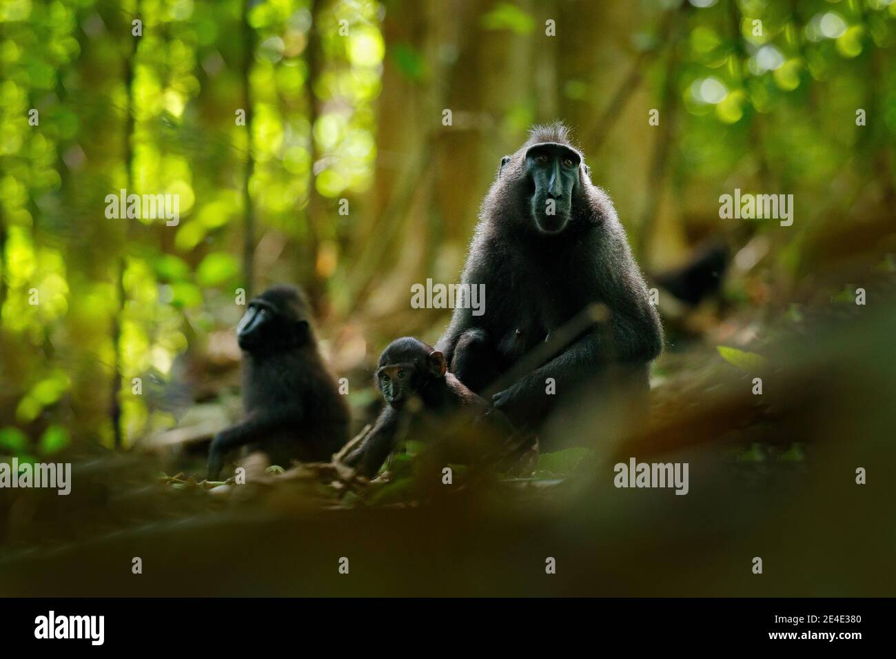 Affe im dunklen Wald. Celebes Crested Macaque, Macaca nigra, sitzen in der Natur Lebensraum, Tierwelt aus Asien, Natur von Tangkoko auf Sulawesi, Indonisch Stockfoto