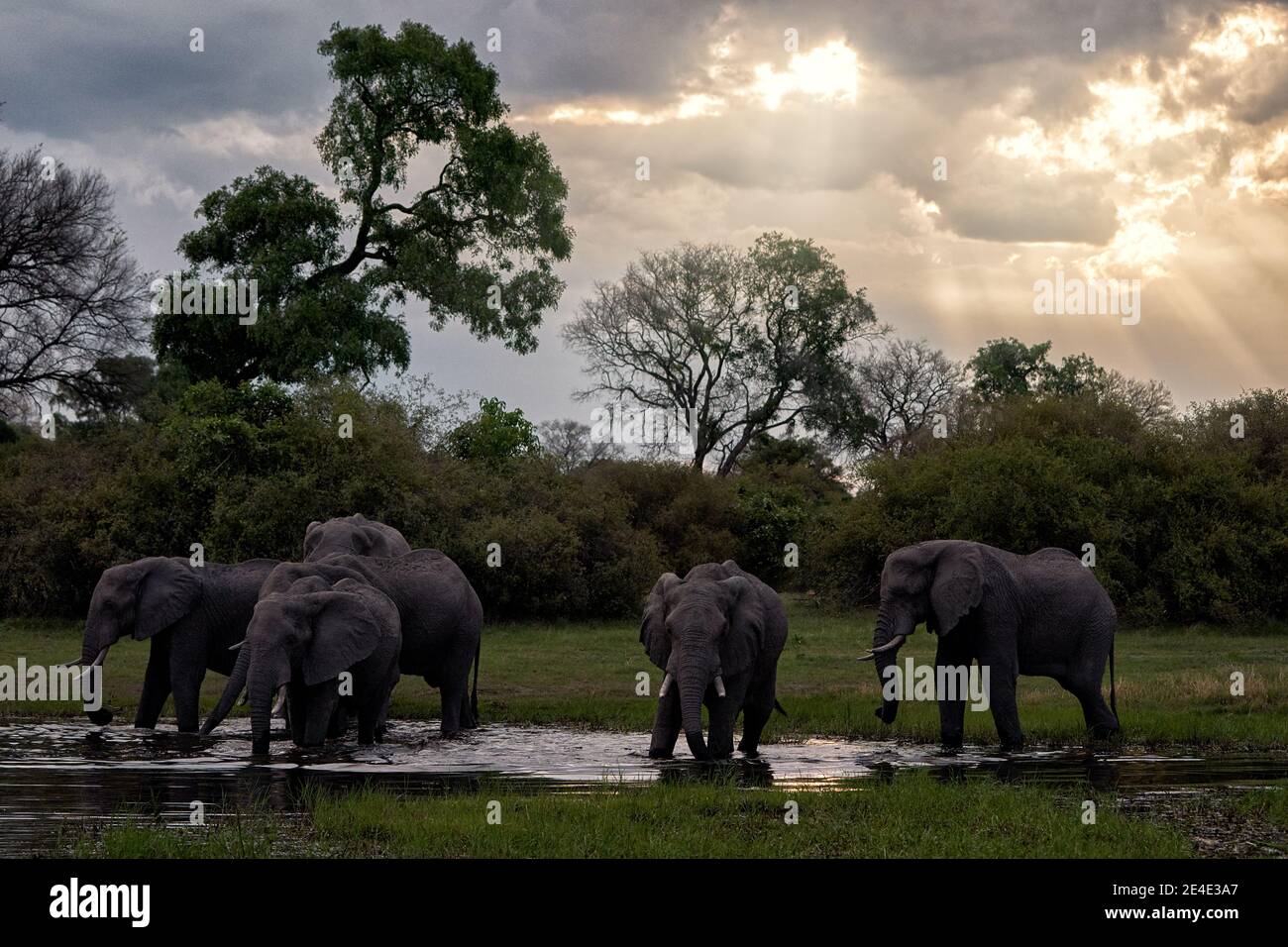Khwai Fluss - Herde von Elefanten Sonnenuntergang. Wildlife-Szene aus der Natur. Gruppe von afrikanischen Elefanten trinken an einem Wasserloch heben ihre Stämme, Okavango, Stockfoto
