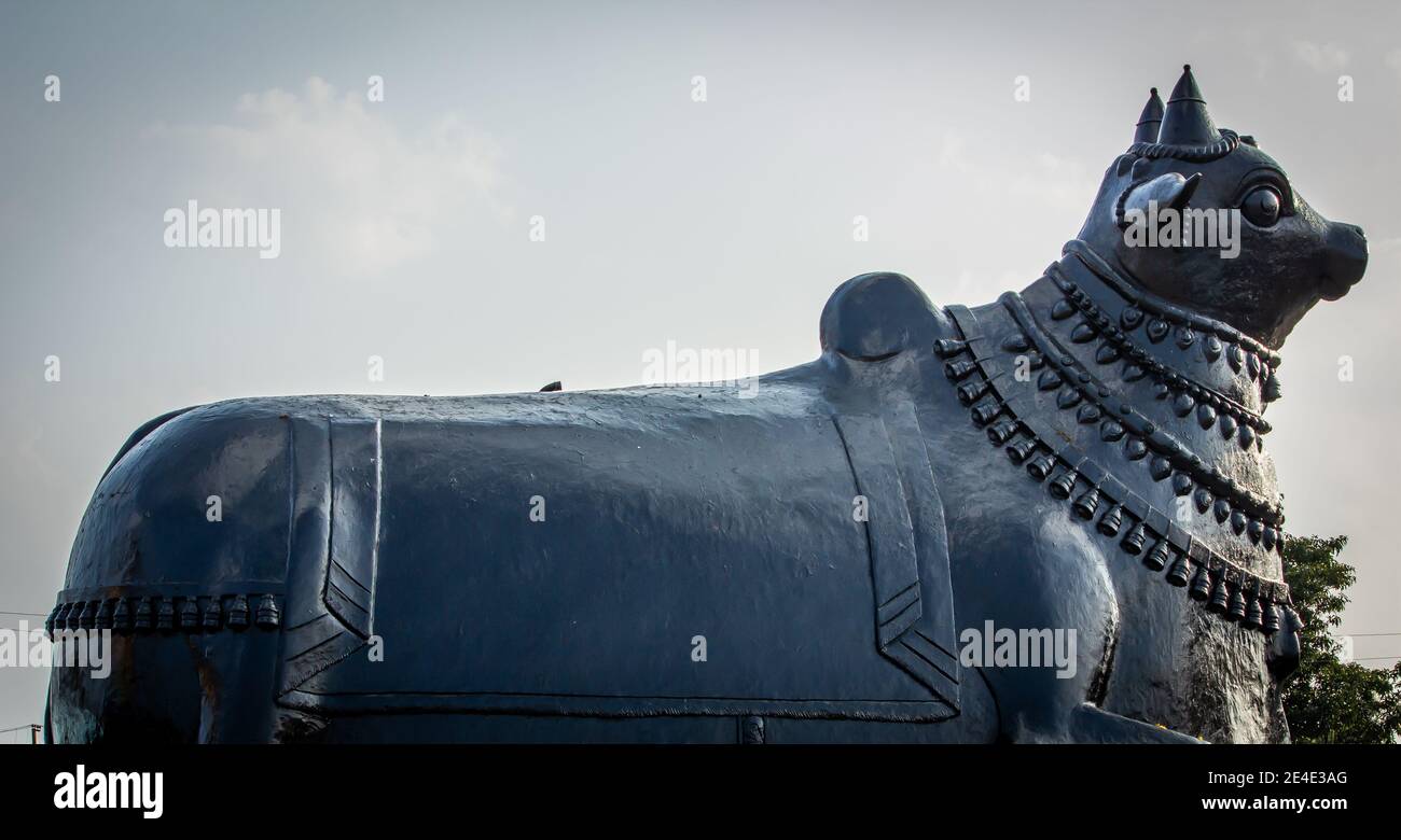 Ansicht der riesigen Nandhi Statue in einem Tempel, Kolar, Karnataka, Indien. Nandi ist die Tor-Hütergottheit von Kailasa, der Aufenthaltsort von Herrn Shiva Stockfoto