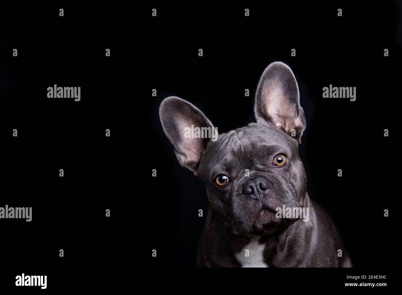 Liebenswert grau französisch Bulldog kippen seine Hand und Blick direkt auf die Kamera, auf schwarzem Hintergrund Stockfoto