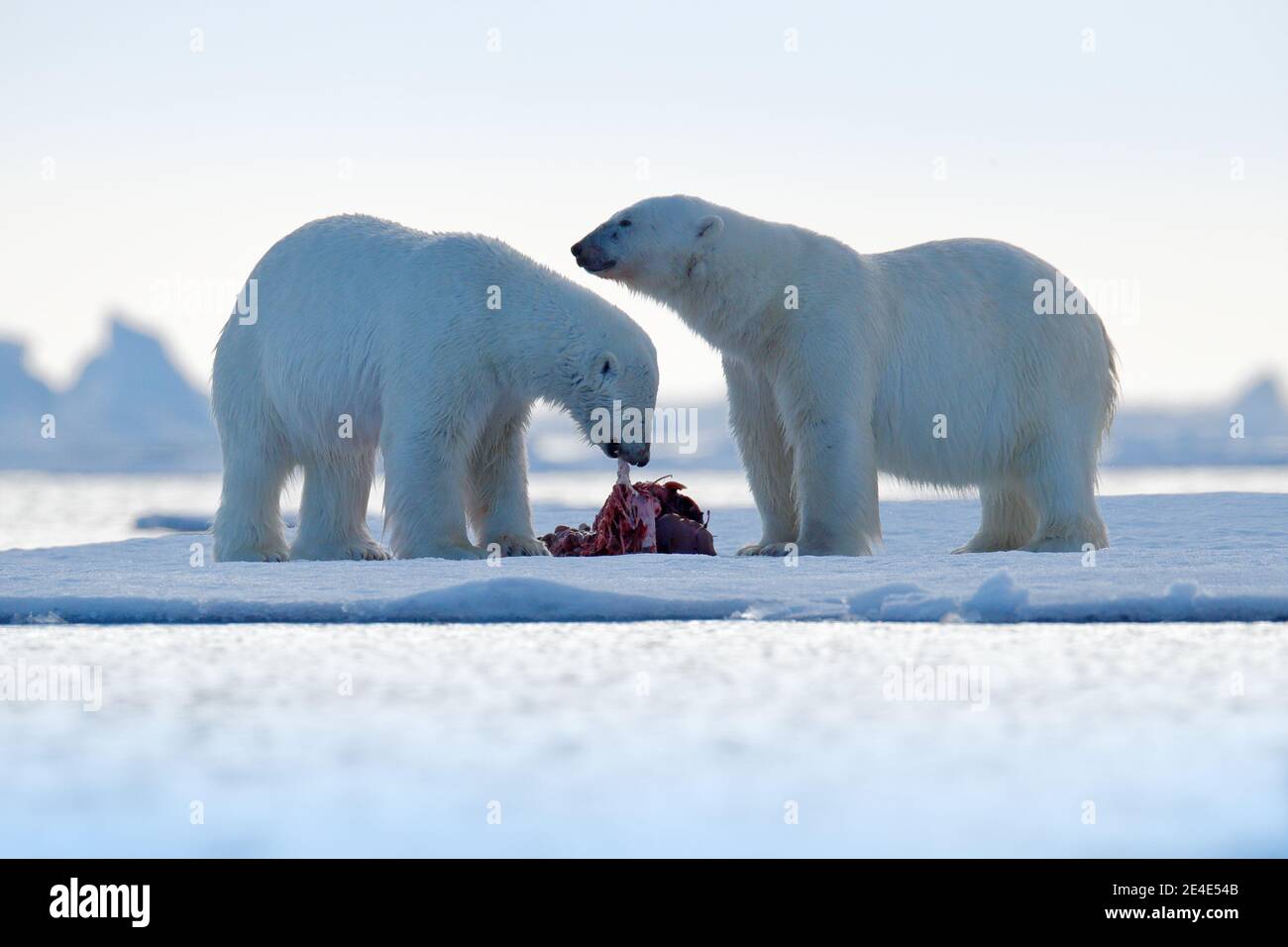 Zwei Eisbären mit abgetöteten Robben. Weißbär füttert auf Drift-Eis mit Schnee, Svalbard, Norwegen. Blutige Natur mit großen Tieren. Gefährliche baer mit Auto Stockfoto