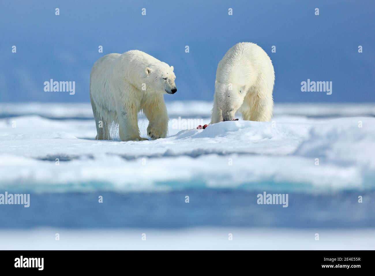 Eisbären mit abgetöteten Robben. Zwei Weißbären, die sich auf Drift-Eis mit Schnee ernähren, Svalbard, Norwegen. Blutige Natur mit großen Tieren. Gefährlicher Bär mit Kil Stockfoto