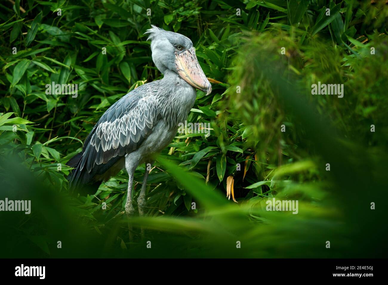 Schuhschnabel, Balaeniceps rex, Porträt eines Vogels mit großem Schnabel, Uganda, Zentralafrika. Seltener Vogel im grünen Graswald. Vogelbeobachtung im wilden Afrika. Stockfoto