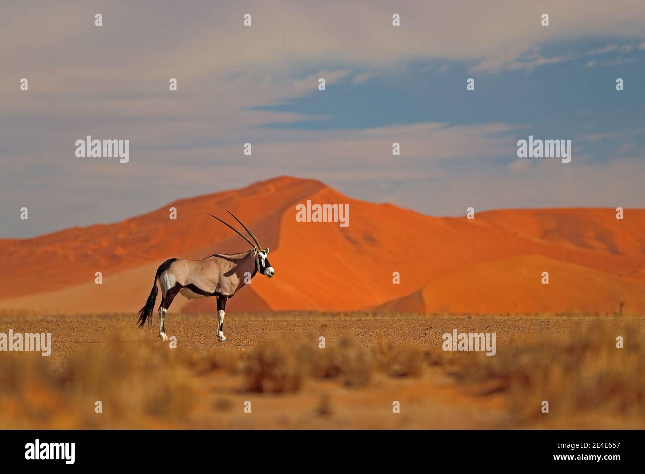 Gemsbok mit orangefarbener Sanddüne Abenduntergang. Gemsbuck, Oryx gazella, große Antilope in Naturgebiet, Sossusvlei, Namibia. Wilde Tiere im savan Stockfoto