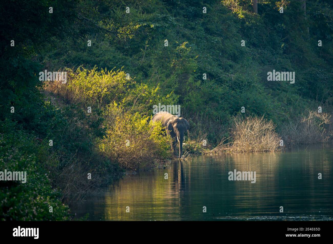 Wilder asiatischer Elefant oder Stoßzähne mit großen Stoßzähnen in der Nähe von ramganga Fluss im natürlichen grünen Hintergrund bei dhikala Zone von jim corbett Nationalpark uttarakhand Stockfoto