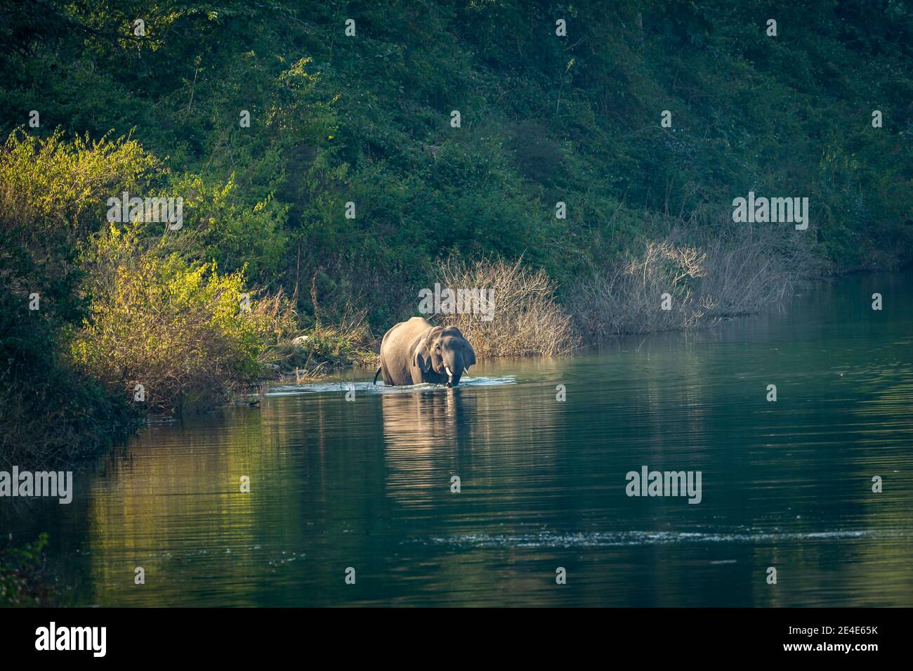 Wilder asiatischer Elefant oder Stoßzähne mit großen Stoßzähnen, die ramganga durchqueren Flusswasser in der dhikala Zone des jim corbett Nationalparks uttarakhand indien - Elephas Stockfoto