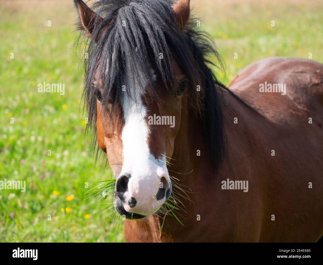Welsh Pony Stockfoto
