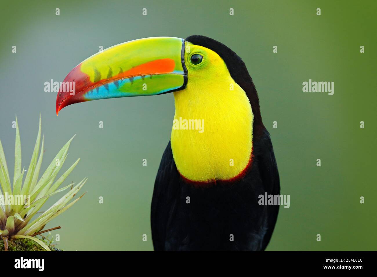 Tierwelt aus Yucatán, Mexiko, tropischer Vogel. Toucan sitzt auf dem Ast im Wald, grüne Vegetation. Natur Urlaub in Mittelamerika. Stockfoto