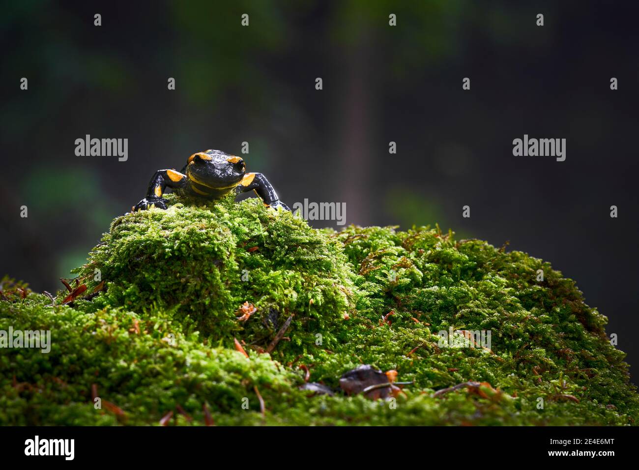 Eine schöne Art von schwarzen Amphibien mit gelben Flecken Stockfoto