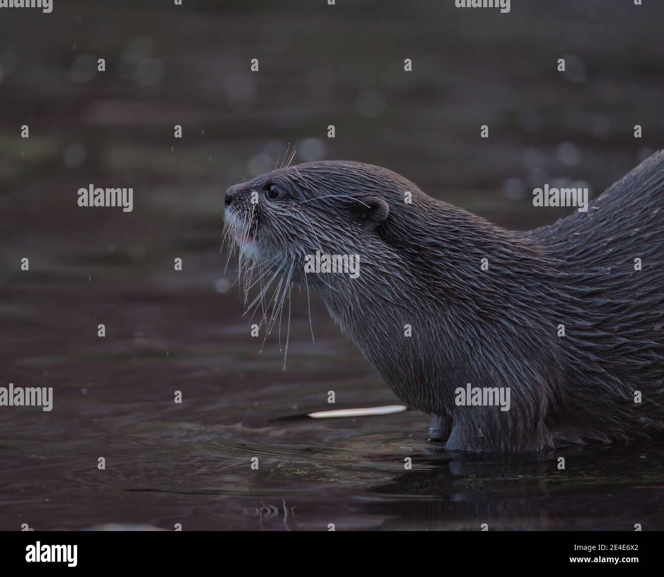 Asiatische Small - kratzte Otter (Aonyx cinereus) Stockfoto