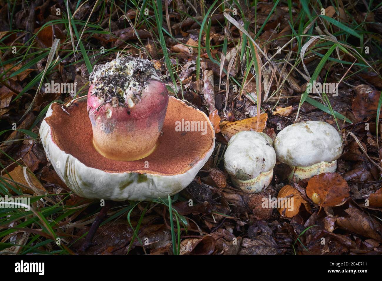 Rubroboletus satanas ist ein ungenießbarer Pilz. Giftige Pilze aus Mitteleuropa. Stockfoto